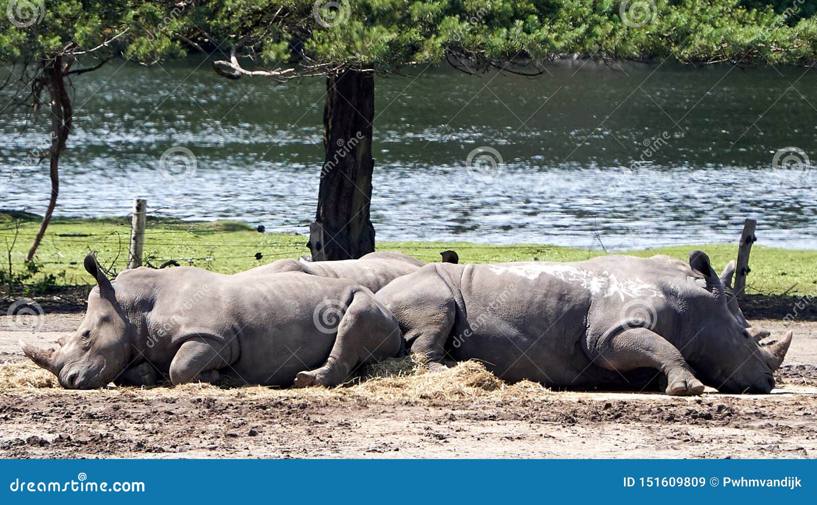 two african broad-lipped rhino  sleeping